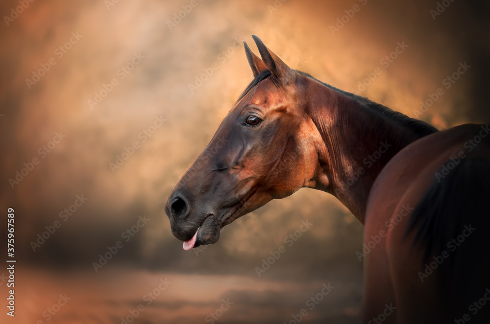 Obraz premium gorgeous autumn portrait of a chestnut horse magic light dawn 
