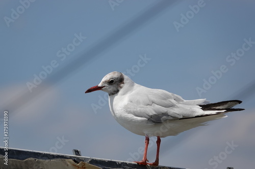 White seagull looking at the photographer