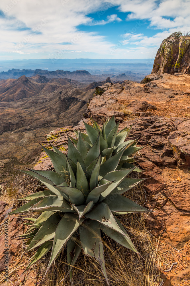 Agave And Sotol Yucca On The South Rim And The Chisos Mountains Across The Chihuahuan Desert, Big Bend National Park, Texas, USA Agave And Sotol Yucca On The South Rim And The Chisos Mountains Across The Chihuahuan Desert, Big Bend National Park, Texas, USA