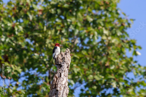 Red-headed Woodpecker perched on a dead tree. 