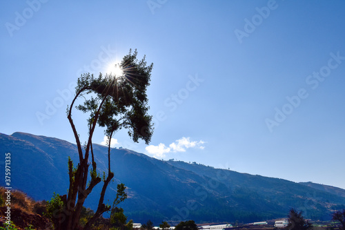 paisaje con árbol y el cielo azul