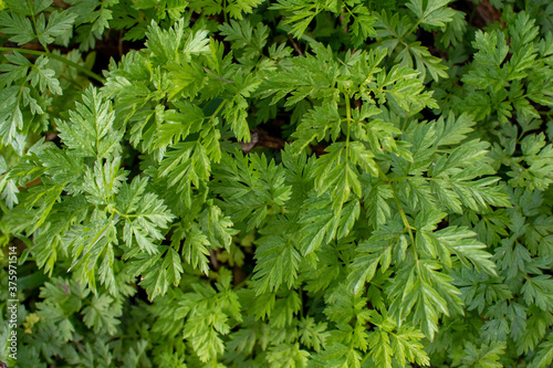 pared de hojas verdes, hojas con puntas 