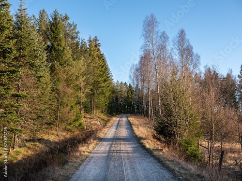A straight dirt road goes uphill into the distance. It is evening and the setting sun is shining on a tree line stretching along the roadside. It is a calm rural landscape in Sweden, Europe.