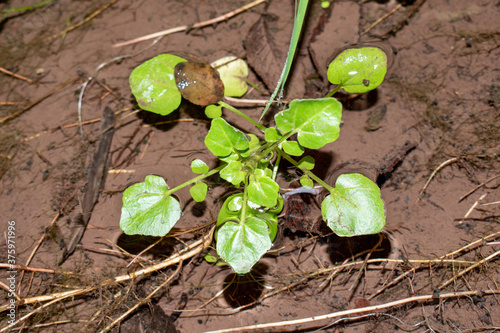 planta en el agua, planta que crece en el agua 