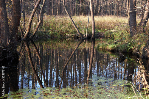 Idyllic small forest pond partly covered with duckweed