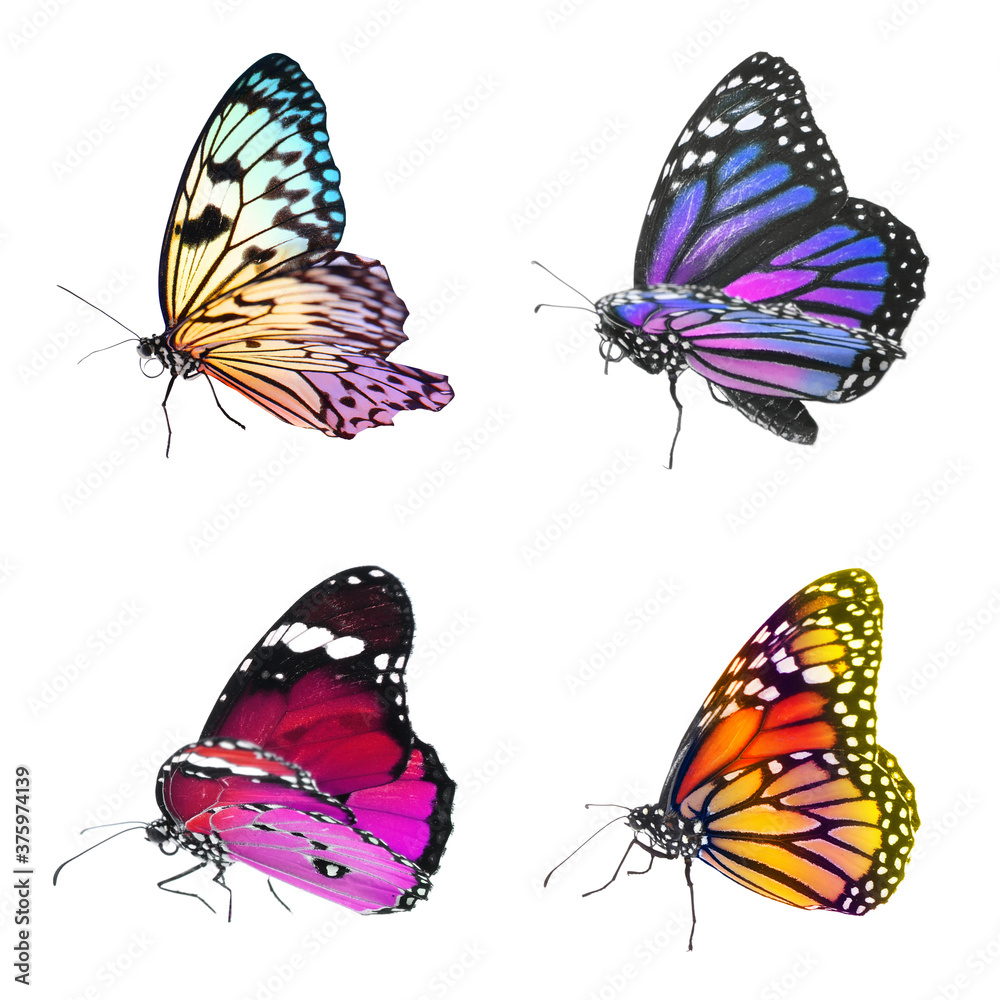 Naklejka premium Collection of amazing bright butterflies isolated on white