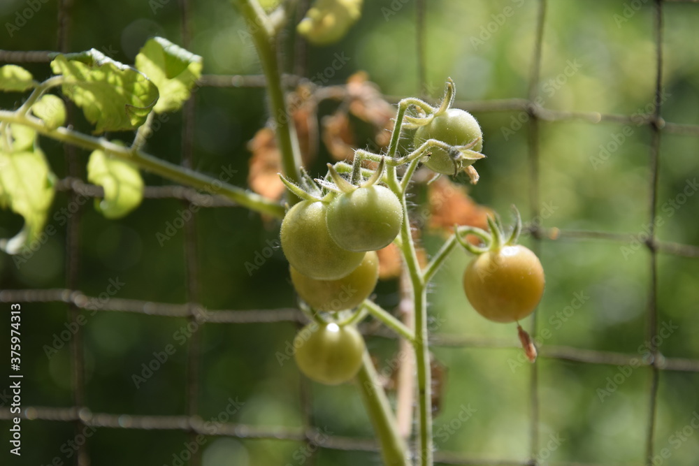 Fototapeta premium Tomatenpflanze auf dem Balkon