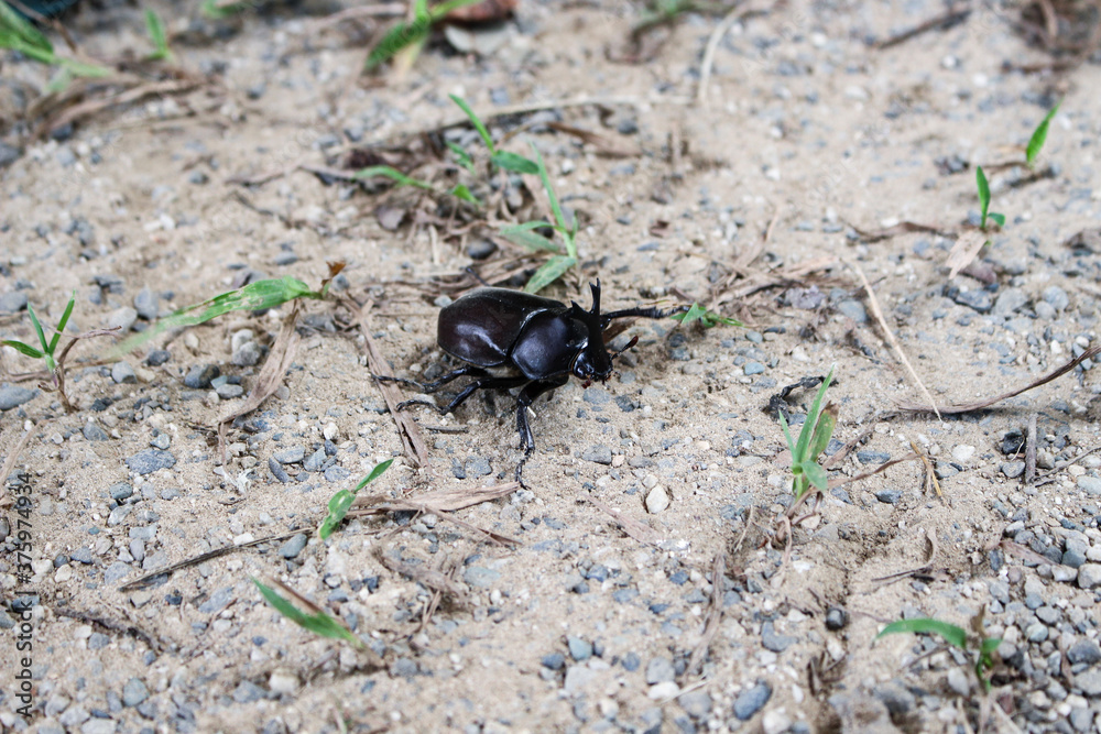 カブトムシ カブトムシ