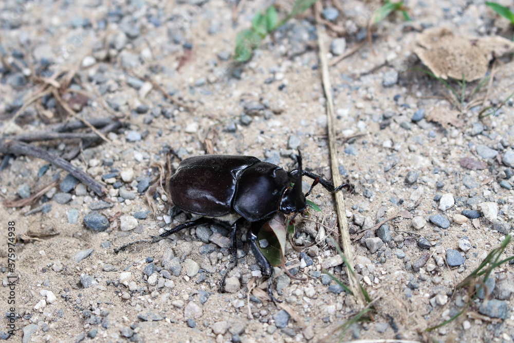 カブトムシ カブトムシ