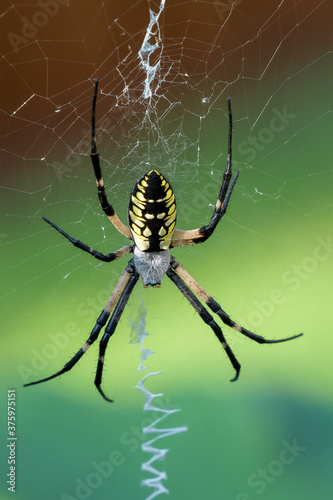 Black and Yellow Garden Spider (Argiope aurantia)