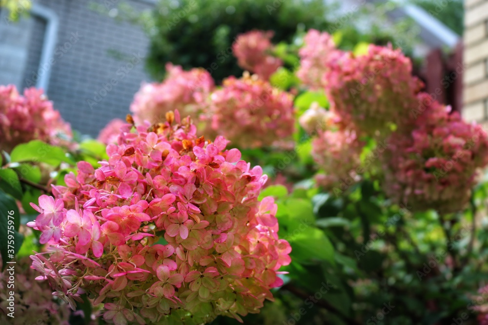 pink flowers in the garden