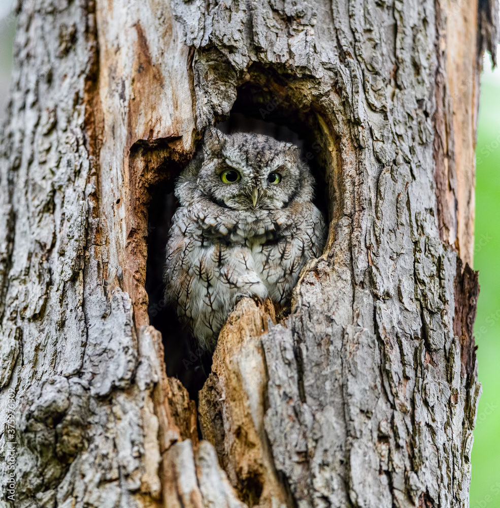 Eastern Screech Owl Sitting in a Tree Hole Eastern Screech Owl Sitting in a Tree Hole