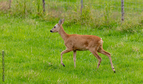 Fototapeta Naklejka Na Ścianę i Meble -  A Roe deer standing in the green field on the island Hitra