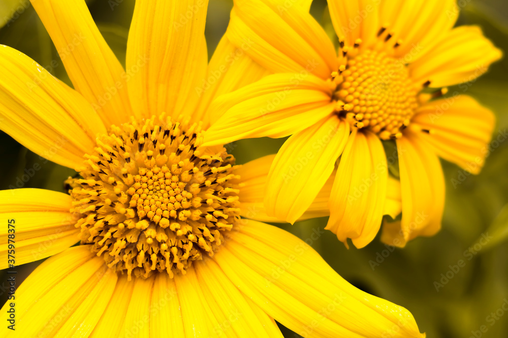 Macro shot of yellow flower blooming. Macro shot of yellow flower blooming.