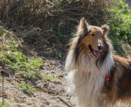 portrait of happy walking collie dog in the mountain