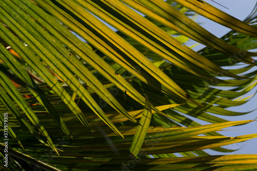 Palm leaf during the summer season.