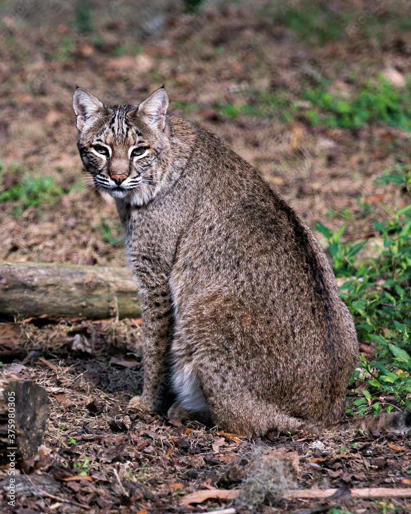 Bobcat Stock Photos. Bobcat sitting and looking at the camera, displaying brown fur, head, ears, eyes, nose, mouth, paws, in its environment and habitat with a blur background and foliage. Image. Bobcat Stock Photos. Bobcat sitting and looking at the camera, displaying brown fur, head, ears, eyes, nose, mouth, paws, in its environment and habitat with a blur background and foliage. Image.