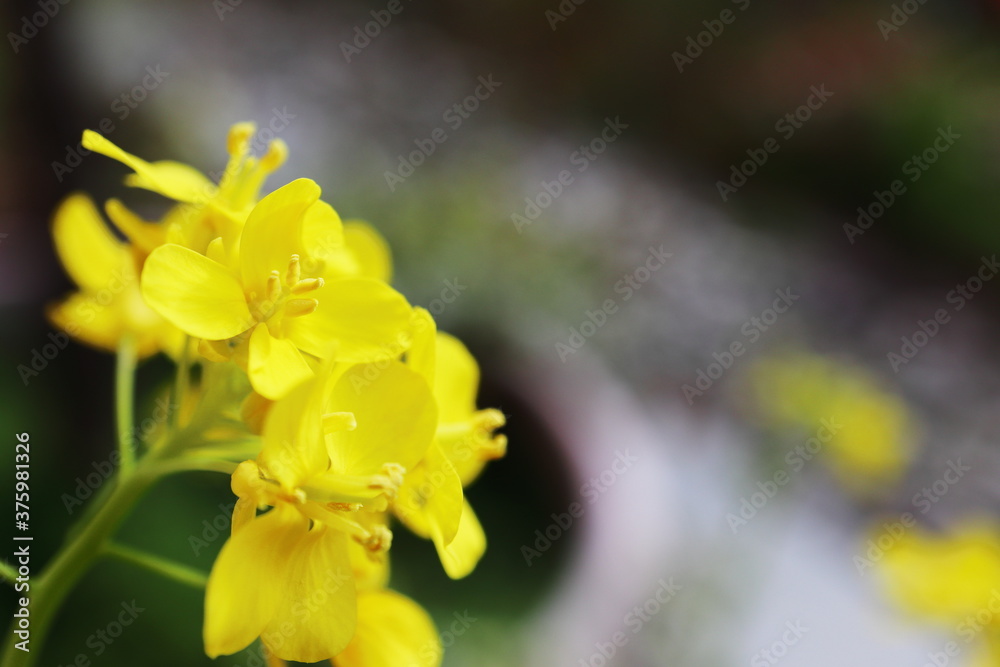 Fototapeta premium 黄色い小カブの花