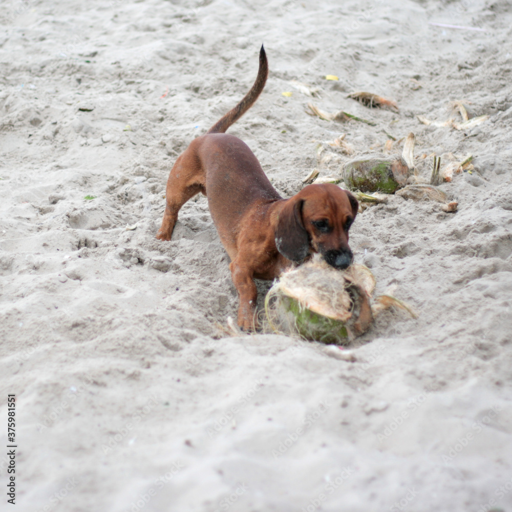 dog sand fun coconut play