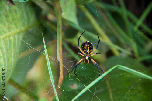 Underbelly of orb-weaver spider