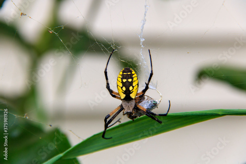 Orb-weaver spider wrapping prey in silk