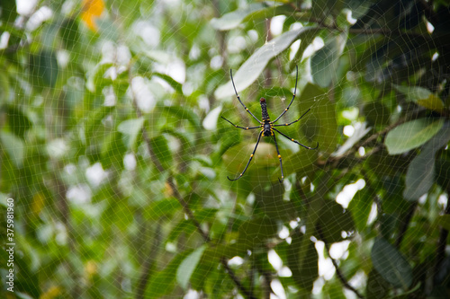 Giant Golden orb weaver (Nephila pilipes)