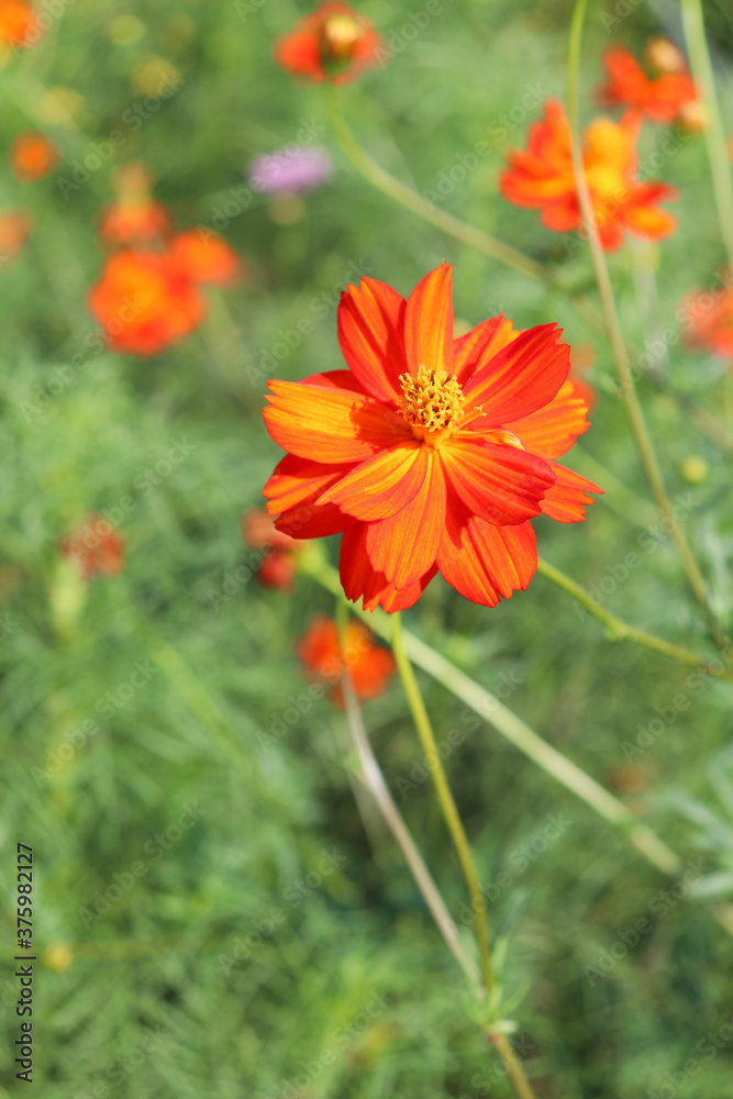 red  flower  cosmos