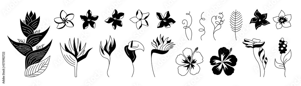 Exotic flowers glyph set. Tropical botanical floral black shape flat plants. Wild flowers monochrome collection. Hawaiian silhouette jungle. Plumeria, heliconia and strelitzia. Vector illustration