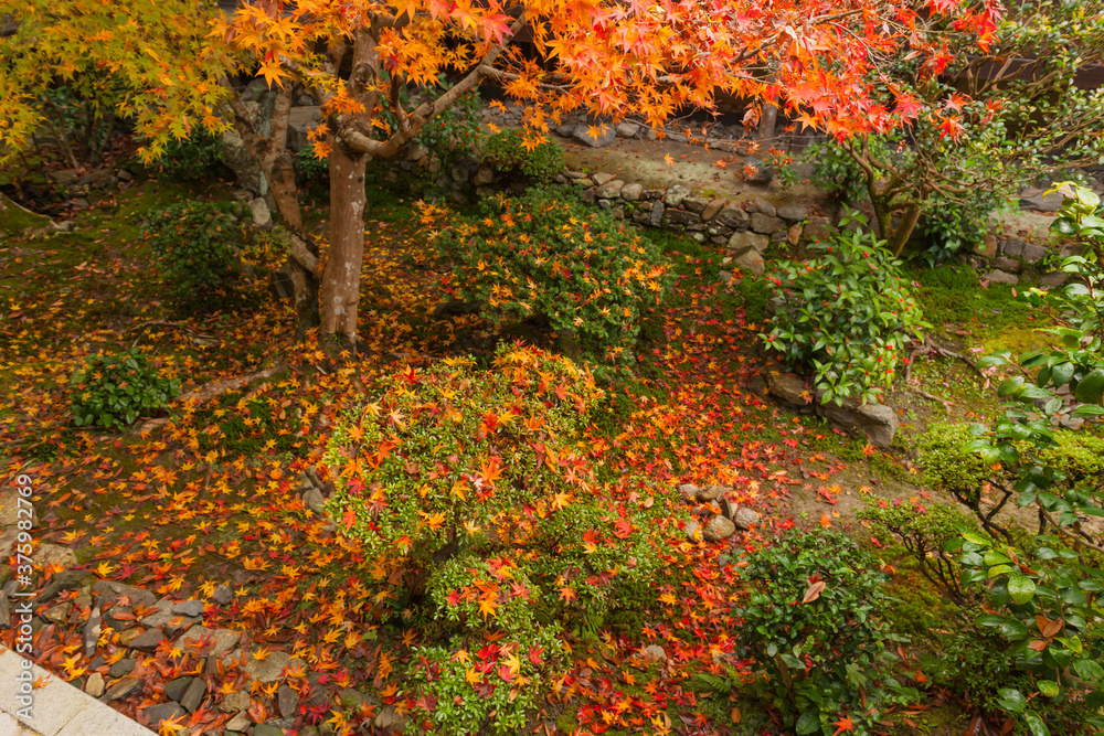 Fototapeta premium Autumn leaves in Kyoto 