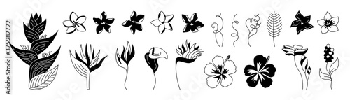 Exotic flowers glyph set. Tropical botanical floral black shape flat plants. Wild flowers monochrome collection. Hawaiian silhouette jungle. Plumeria, heliconia and strelitzia. Vector illustration