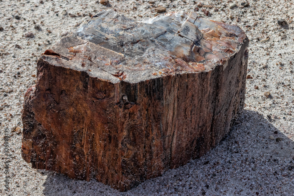 Fototapeta premium Large rock seasoned over million years of existence at the Petrified National Forrest, AZ, USA