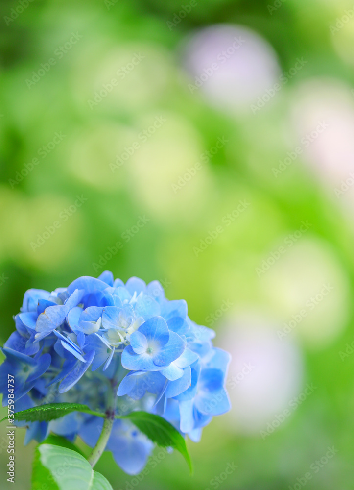 緑の背景のアジサイ