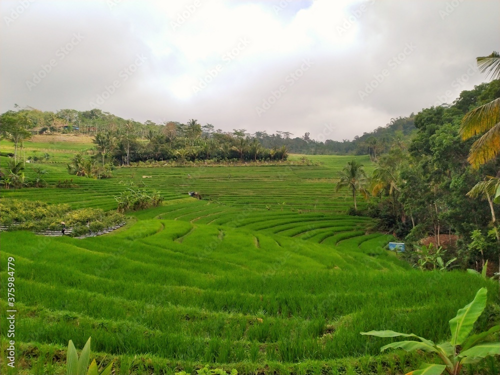 rice terraces in bali indonesia rice terraces in bali indonesia