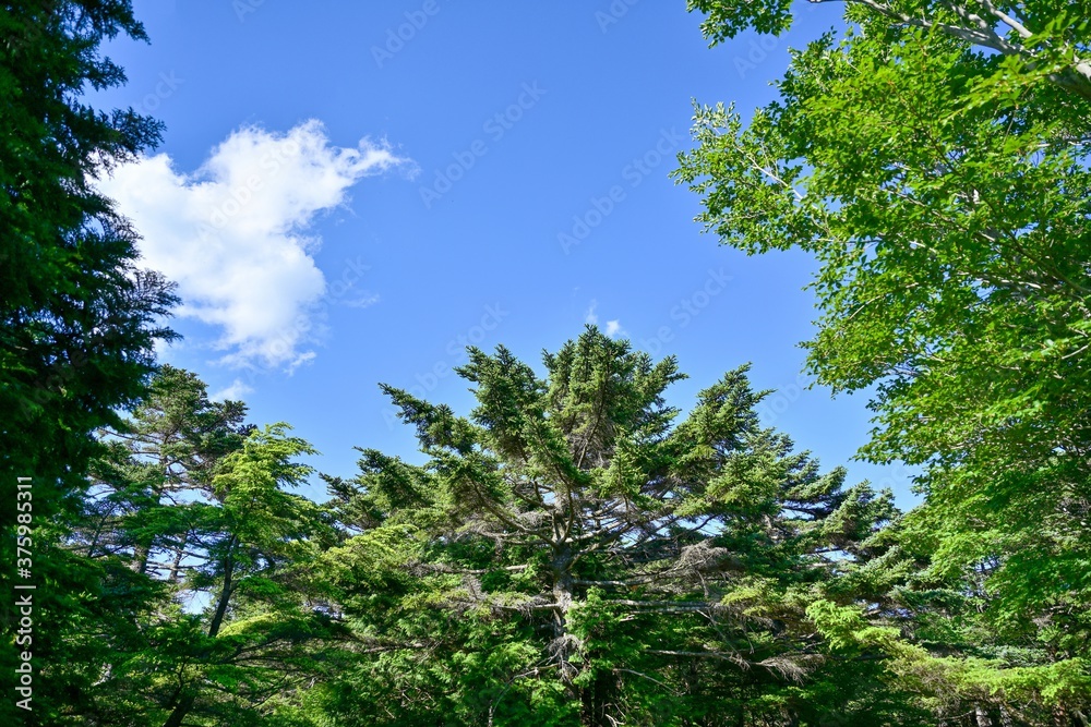 青空バックに見上げるトウヒの大木の情景＠大台ヶ原山、奈良