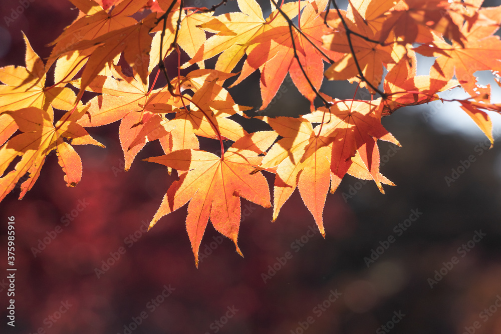 紅葉の葉、赤オレンジに染まるモミジ 紅葉の葉、赤オレンジに染まるモミジ