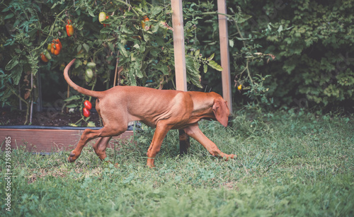 Young Hungarian Vizsla puppy running in the garden. Tomato plants in the background.