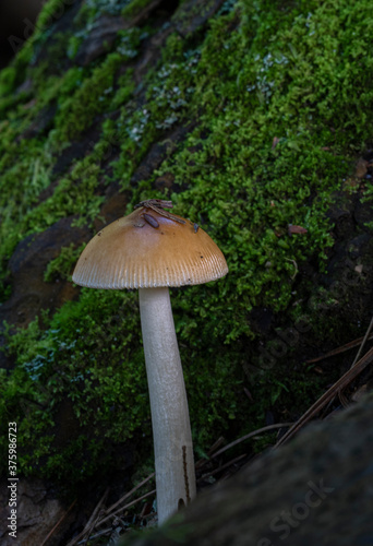 Amanita fulva mushroom in Algonquin Park with green vegetation