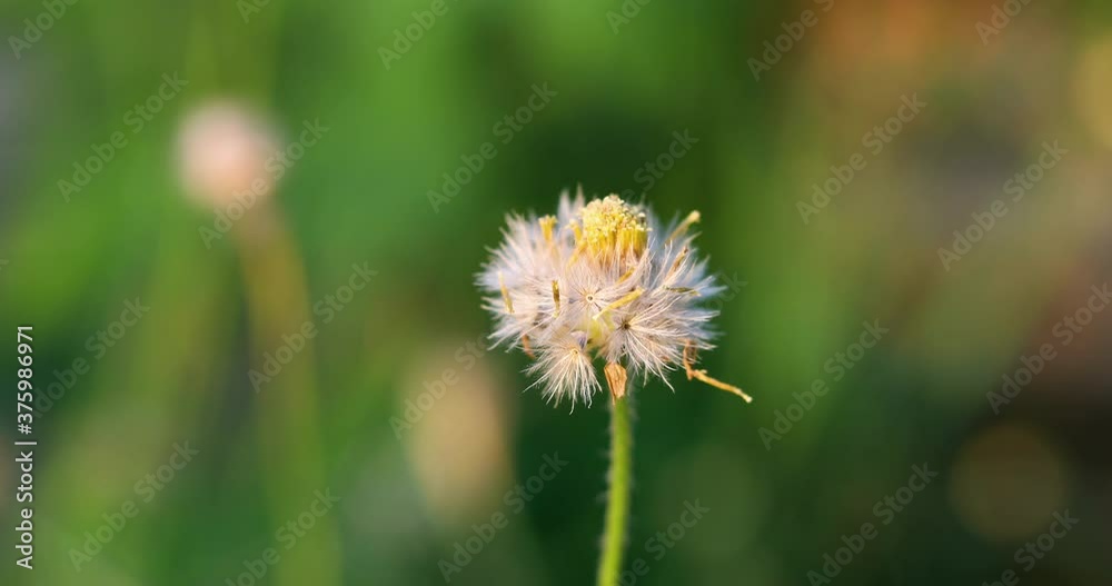 dandelion close up, Grass flower background for graphics, Field with flower dandelion close up, Grass flower background for graphics, Field with flower