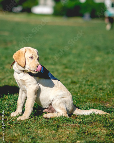 Labrador Retriever guide dog puppy in the park in a sunny day