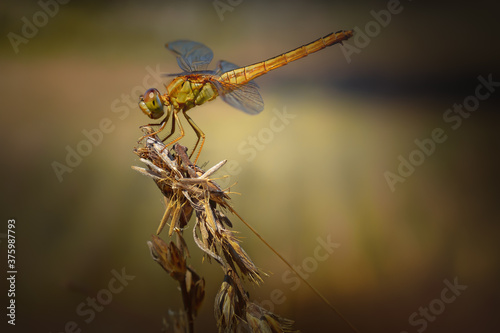 Close up view of yellow dragonfly take a rest on dried plant 
