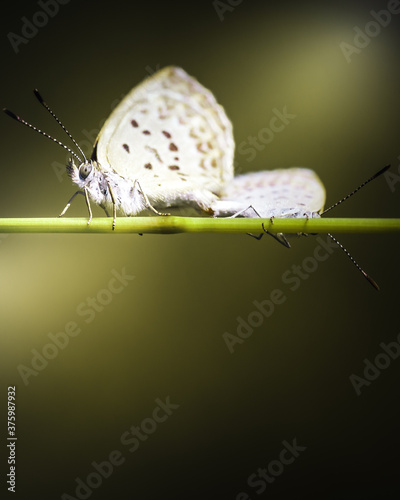 Close up view of a pair white butterflies mating on a twig