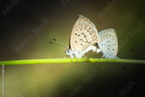 Close up view of a pair white butterflies mating on a twig