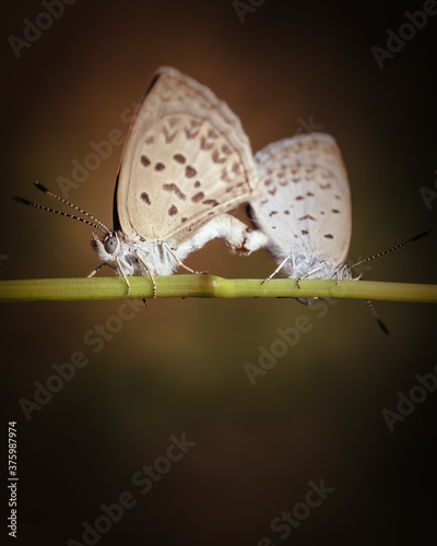 Close up view of a pair white butterflies mating on a twig