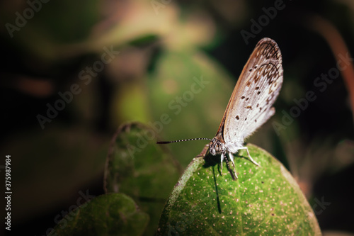 Beautiful moody macro image of little butterfly sitting on green leaf 