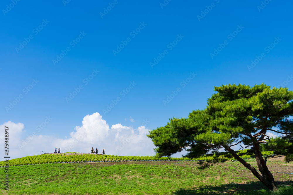 Obraz premium ひたち海浜公園のコキア