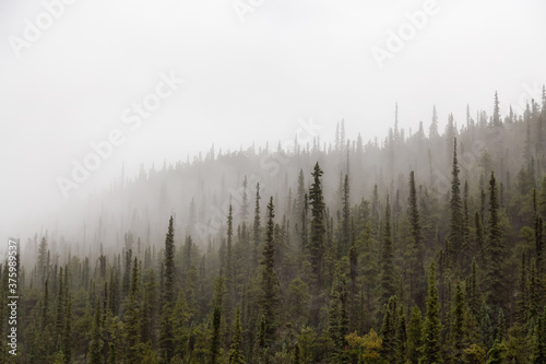 Foggy View of Green Trees in a Rainforest during a rainy summer morning. Taken in Northern British Columbia, Canada.