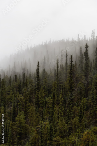 Foggy View of Green Trees in a Rainforest during a rainy summer morning. Taken in Northern British Columbia  Canada.