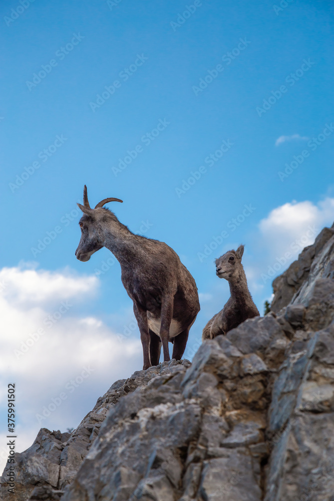 Mountain Sheep on a Rocky Cliff. Mother and her Baby. Taken in Northern British Columbia, Canada. Mountain Sheep on a Rocky Cliff. Mother and her Baby. Taken in Northern British Columbia, Canada.
