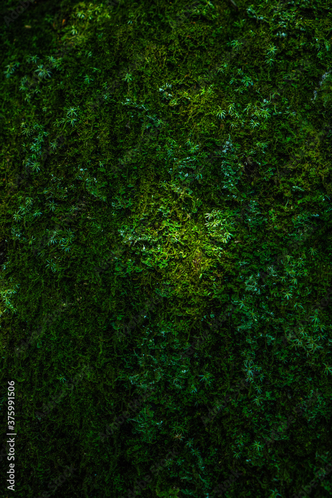 Natural green moss texture