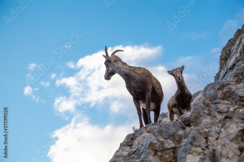Mountain Sheep on a Rocky Cliff. Mother and her Baby. Taken in Northern British Columbia, Canada.